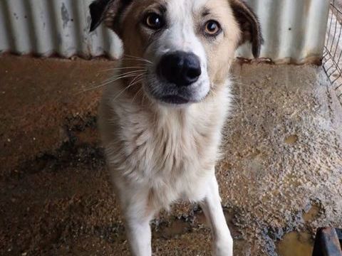 Siana &agrave; l'adoption 300 63000 Clermont-ferrand