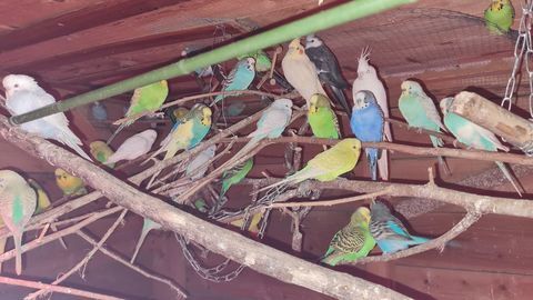 perruches ondul&eacute;s 15 34450 Vias