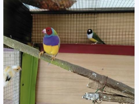 superbes Diamants de Gould m&acirc;les 30 44521 Oudon