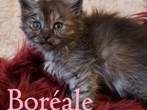 chatons siberien loof 1200 62190 Lillers