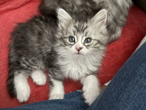 Magnifique chaton crois&eacute; Sib&eacute;rien / Norv&eacute;gien 0 77169 Saint-siméon