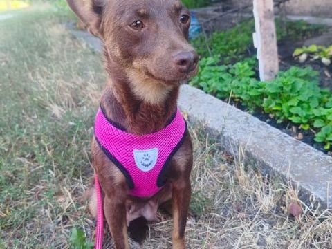 A L'ADOPTION CHACHA 0 75018 Paris