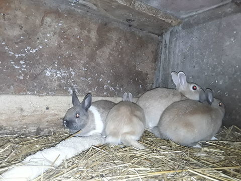  lapins nain 15 44130 Blain