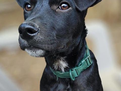 Stormy, m&acirc;le, berger cr&eacute;ole, n&eacute; le 15/11/2025 300 91000 �vry