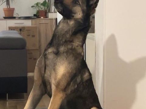 Malinoise 5 ans - Recherche famille s&eacute;rieuse et investie 0 91150 �tampes