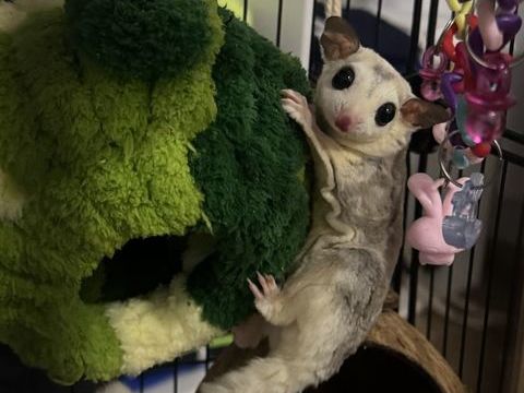 2 sugar glider (phallanger) avec cage etc 500 95470 Saint-witz