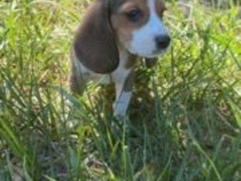 Chiots Beagles 500 61210 Giel-courteilles