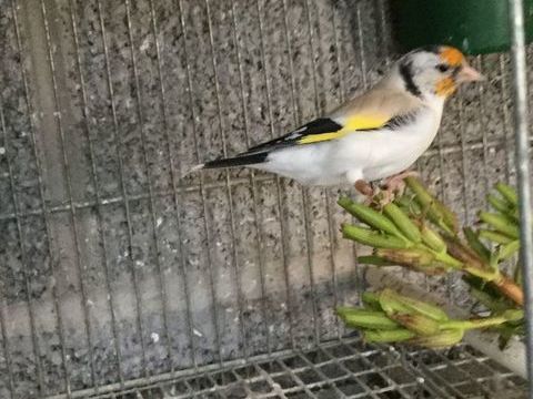 Chardonnerets en mutation 180 62220 Carvin