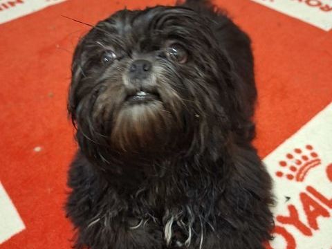 SPLENDIDE SHIH TZU M&Acirc;LE NOIR BLEUT&Eacute;   550 86400 Civray