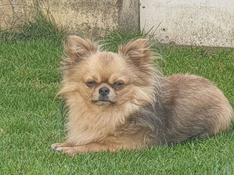 chiot chihuahua 600 14290 Orbec