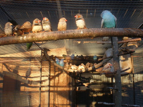 mandarin 5 87620 Sreilhac