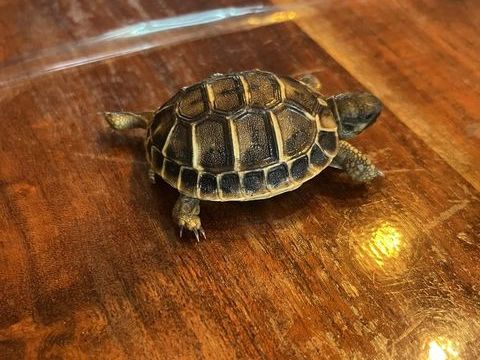 Tortue de terre 0 95400 Villiers-le-bel
