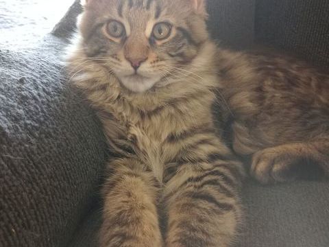 Adorables b&eacute;b&eacute;s Maine Coon 900 91840 Soisy-sur-École