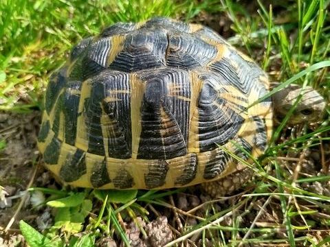 Tortue de terre  300 71670 Saint-firmin