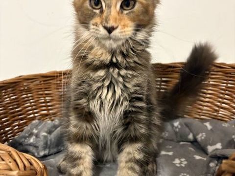 Magnifiques femelles Maine coon Loof 900 78440 Gargenville