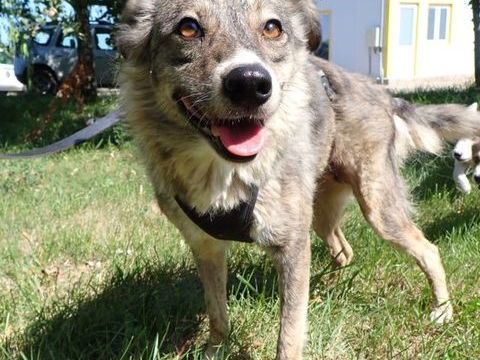Elegance à l'adoption , en urgence 200 38000 Grenoble