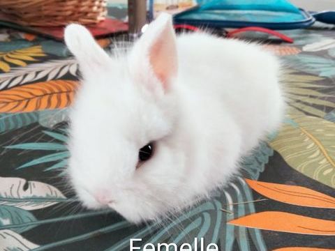B&eacute;b&eacute; lapin nain femelle 85140 25 85140 Les essarts