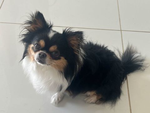 Saillie chihuahua 250 65000 Tarbes