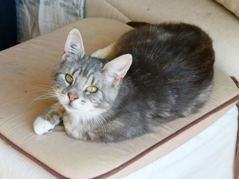 ENDY CHAT TIGRE GRIS CLAIR 5 ANS 1/2 195 92260 Fontenay-aux-roses
