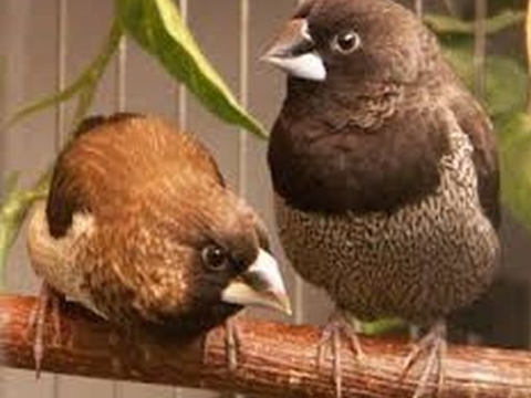 Moineaux du japon 50 59148 Flines-lez-raches