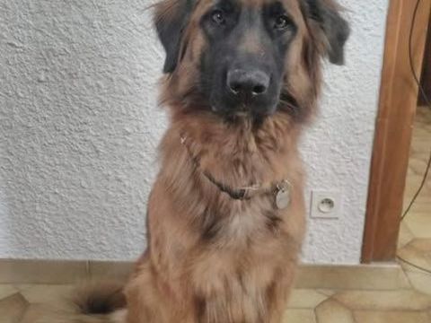 Chien HISSA &agrave; l adoption 250 26400 Crest