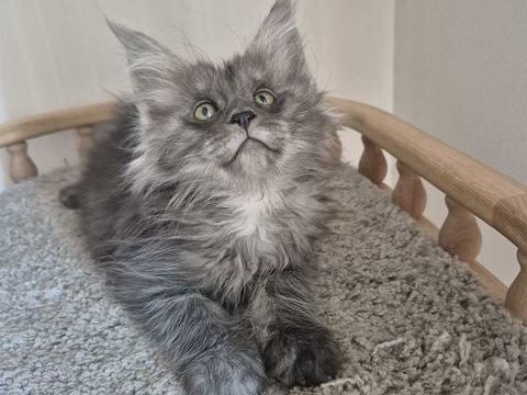 A r&eacute;server - Superbe port&eacute;e de 6 chatons Maine Coon LOOF- Va 1500 83720 Trans-en-provence