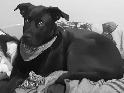 Chien XENA &agrave; l adoption 210 38000 Grenoble