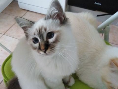 CHATON SACRE DE BIRMANIE LOOF 1000 41800 Montoire-sur-le-loir