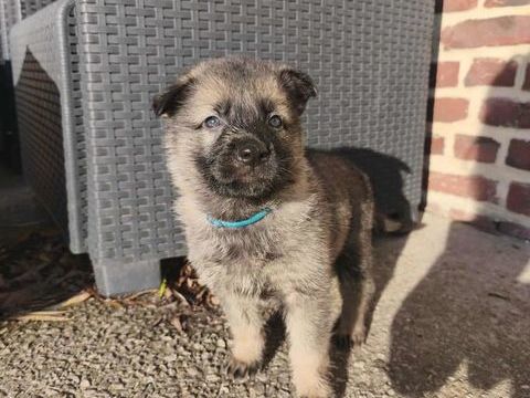 chiots berger allemand lignée travail 800 59190 Hazebrouck