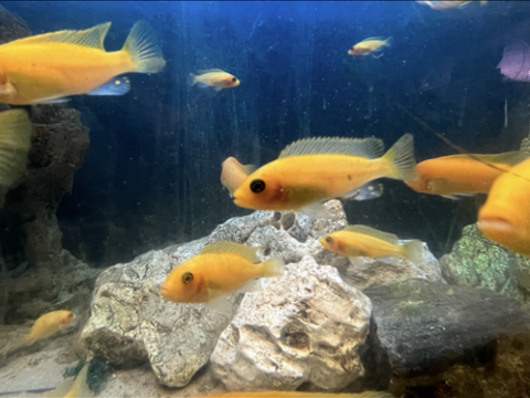 Aquarium malawi 5 45000 Orl�ans