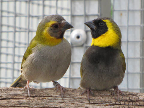 Oiseau couple petit chanteur de Cuba 80 31880 La salvetat-saint-gilles