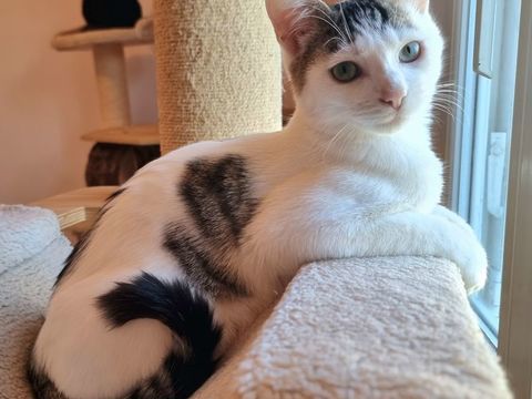 À l'adoption 3 adorables chatons ados mâle et femelles 0 89520 Saint-sauveur-en-puisaye