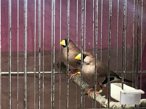 Diamant masqu&eacute; 80 93220 Gagny