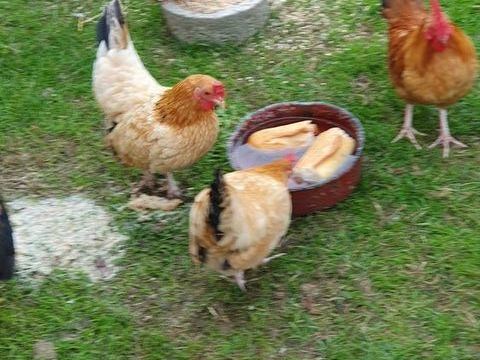 Couple de poulets de barbarie. 20 85620 Rocheservire