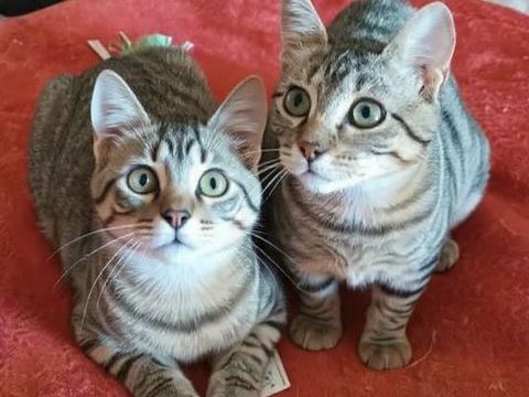 ASTRA et AVANA, en double adoption  1 30130 Pont-saint-esprit