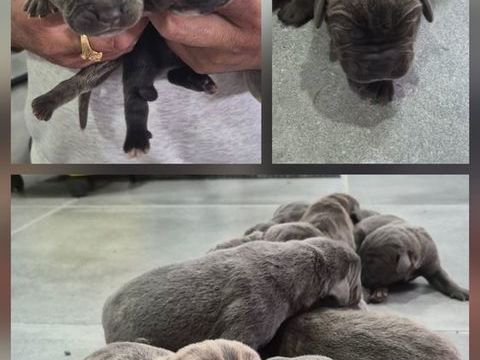 CANE CORSO LOF 1400 72250 Parign�-l'�v�que
