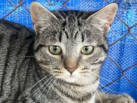 CARAMELO 230 27620 Gasny