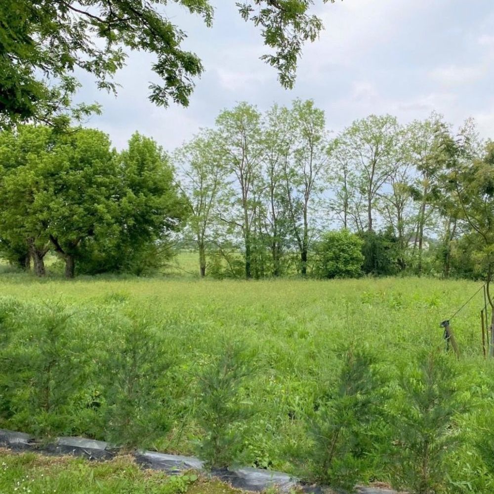 Maisons neuves   Birac-sur-Trec (47200)