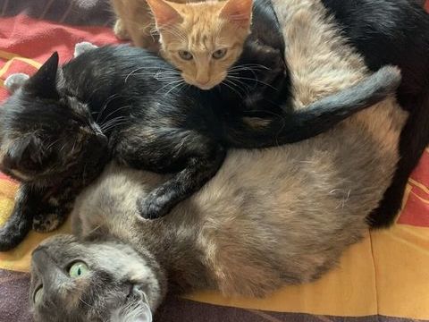 Chatons europ&eacute;ens contre participation : 100 €  0 31000 Toulouse