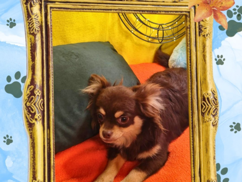 Chiot chihuahua m&acirc;le poils longs 450 18140 Pr�cy