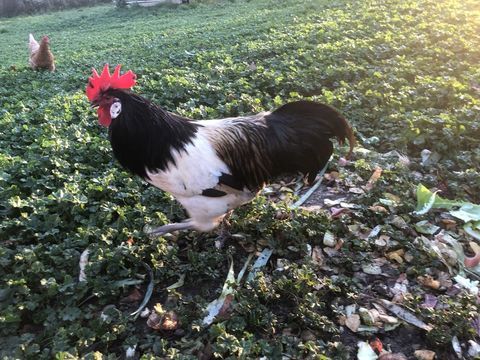 Coq 25 31660 Bessi�res