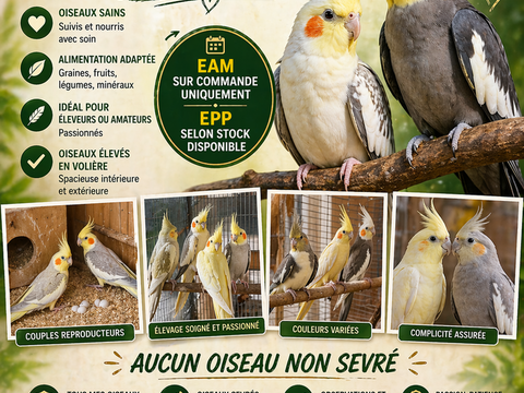 Calopsites 0 62200 Boulogne-sur-mer