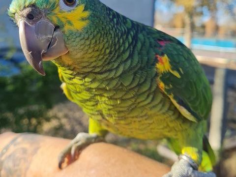 femelle amazone a front bleu 550 40000 Mont-de-marsan