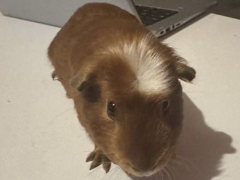 2 cochon d'Inde m&acirc;le 40 93330 Neuilly-sur-marne