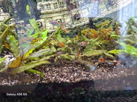 Guppys m&acirc;les 1 56250 Treffl�an