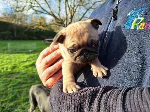 Spécial chiot carlin 485 17000 La rochelle