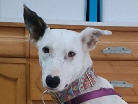 JUAN 300 27620 Gasny