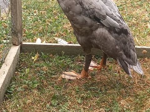 Canard et cane coureur indien 15 59310 Auchy-lez-orchies
