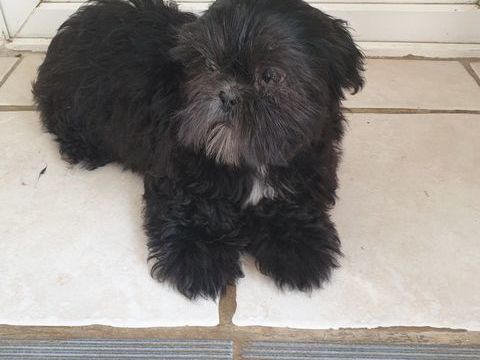 SPLENDIDE SHIH TZU M&Acirc;LE NOIR BLEUT&Eacute;. 580 86400 Civray