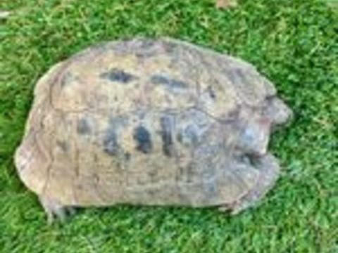   Tortue Mauresque 45 ans  
